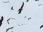 FZ021818 Red kites (Milvus milvus) maneuvering.jpg